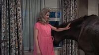 Bewitched S05E27 - Daddy Does His Thing.mp4