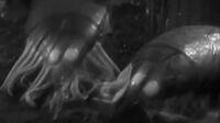 Doctor Who (1963) S02E19 - The Web Planet part 4 Crater of Needles.mp4