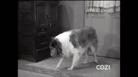 Lassie S05E19 - The Big Cat.mp4