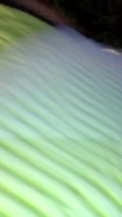 adelleeeeeee ID 2017210691014479873 Hot51 telegram bot @DSrecordbot