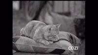 Lassie S05E25 - The Cat Who Came To Dinner.mp4