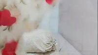 Bokep Indo Gisella Cantik Live Bugil Omek Bokep Indo Gisella Cantik Live Bugil Omek