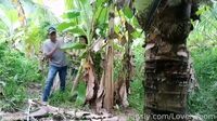 Bokep Indo Paman Ngentotin Janda Muda Di Kebun Pisang