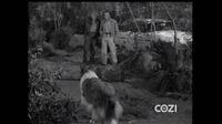 Lassie S05E14 - The Black Woods.mp4