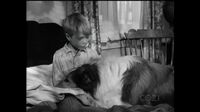 Lassie S05E10 - Lassie's Decision.mp4