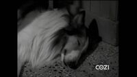 Lassie S06E33 - The Moved Monument.mp4